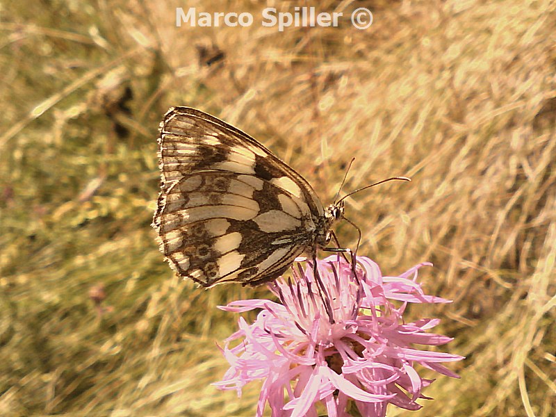 Melanargia galathea